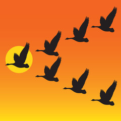 Flock of migrating geese flying in vee formation against sunset or sunrise. Vector illustration of group of identical birds against colourful sky background. Great nature or leadership concept.