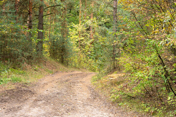 Forest country road on an autumn day
