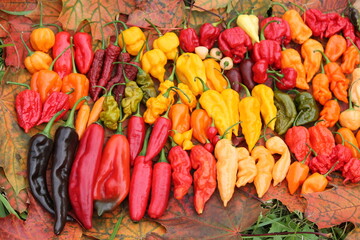 Background with hot red, yellow and orange chili peppers of different shapes. Bright harvest of hot peppers. Harvest time