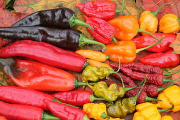 Background with hot red, yellow and orange chili peppers of different shapes. Bright harvest of hot peppers. Harvest time