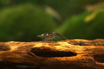 Choko Shrimp on Cholla Wood