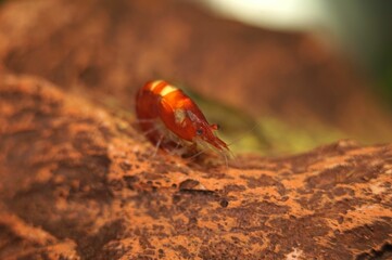 Saddled Female Red Cherry Shrimp