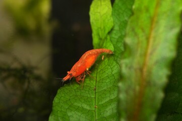 Berried Fire Red Neocaridina Shrimp