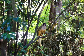 森の中で木の枝につかまる可愛いリスザル　