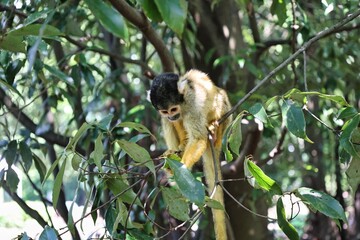 Fototapeta premium 森の中で木の枝につかまる可愛いリスザル 