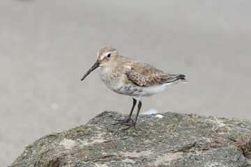 Dunlin from Siberia to Hachinohe, Japan