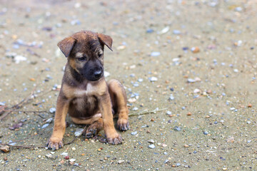 The baby brown thai puppy is sit down and cute in garden