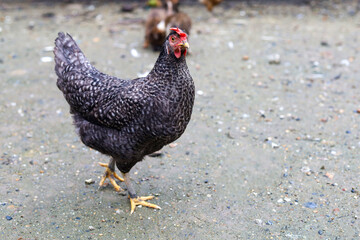 The black hen is stay and releax on floor in garden