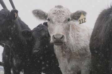 Young beef cows shows cattle in snow with Charolais and black angus on farm during winter season.