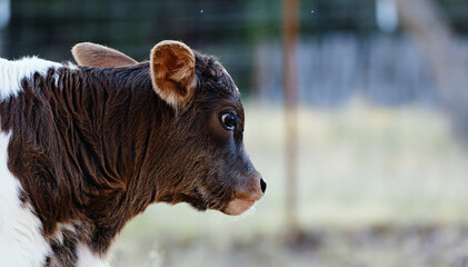 Beef calf with brown head listening with ears close up on blurred background.