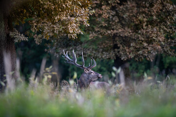 Red deer walking in forest in autumn