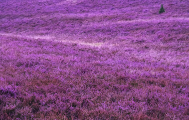 Beautiful pink blooming heather landscape