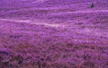 Wall murals purple Beautiful pink blooming heather landscape