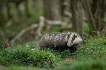 Badger on the grass, close up in Scotland in the daylight © Digital Nature 