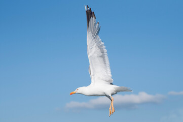Fototapeta premium Close up of a flying seagull. Blue sky