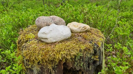 Obraz premium mossy stump in the middle of the forest on which stones of different color