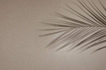Shadow of tropical palm branch on light wall, space for text