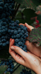 Naklejka na ściany i meble Close up of farmer female hands picking grape