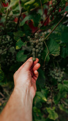 Naklejka na ściany i meble Close up of farmer male hands picking grape