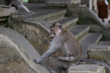 macaque eating in bali indonesia