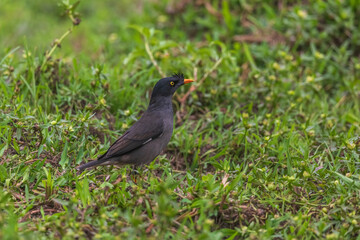 Fototapeta premium Great myna (Acridotheres grandis), or white-vented myna at Dehing Patkai National Park, Assam, India.