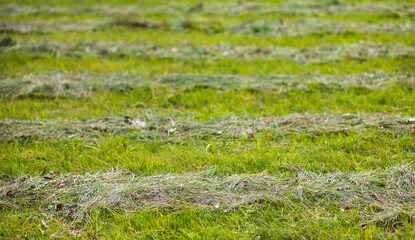 Trimmed lawn on a sunny day, fresh green grass