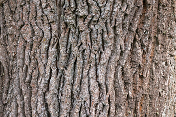 Rough brown tree bark close-up, natural  background