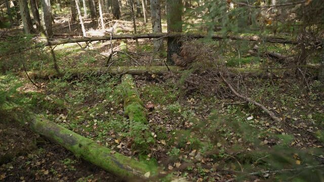 Oiler mushroom grows near fallen tree trunks overgrown with moss in forest. Mushroom picker in rubber boots with wooden stick walks up to the mushroom. Man collects it, examines it and sniffs it.