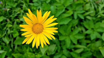 beautiful daisy spring morning green grass