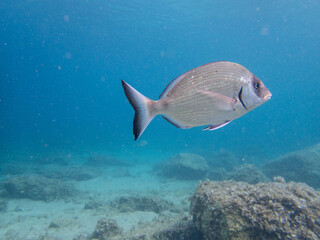 Fototapeta premium Diving in nice clean sea water