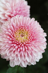 菊 chrysanthemum