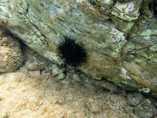 Diving in nice clean sea water