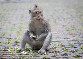 Obraz premium macaque eating in bali indonesia