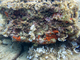Diving in nice clean sea water