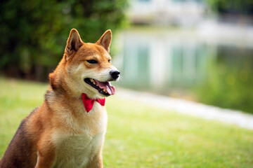 Close up Brown Shiba inu dog with red bow tie sitting in green field with copy space
