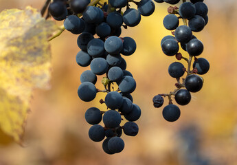 Ripe black grapes on a plant