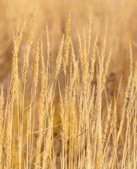 Yellow ears of grass in autumn.