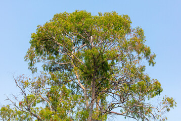 Eucalyptus tree on a background of blue sky