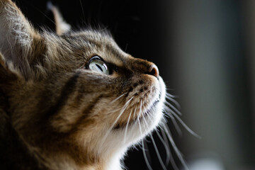 Cat face portrait. Long-haired cat with light in the eyes. Pet portrait,with face details. Side picture of cat face. Profile picture