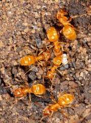 Yellow ants on the ground.