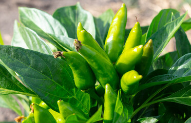Green pepper on a plant in a vegetable garden.