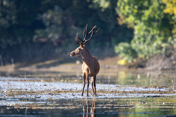 Red deer with antlers standing in water in forest