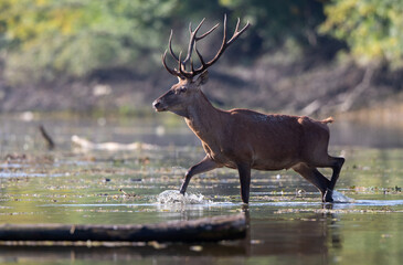 Red deer with antlers standing in water in forest