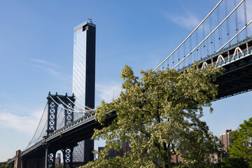 Green Trees in front of the Manhattan Bridge in Dumbo Brooklyn of New York City