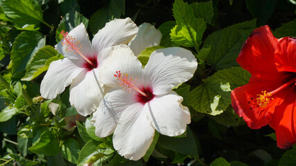 tropical plants shrubs blue sky flowers resort vacation summer vacation sun hotel © Алёна Климова