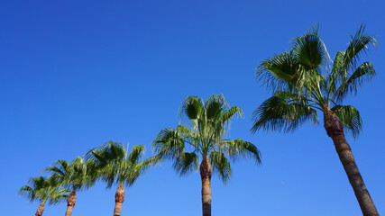 Obraz na płótnie Canvas palm trees tropical plants shrubs blue sky flowers resort vacation summer vacation sun