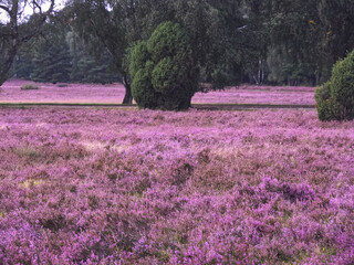 Beautiful pink blooming heather landscape