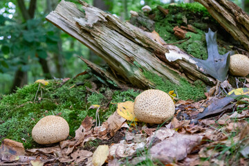 Mehrere runde weiße Pilze vor einem Wurzelrest auf Waldboden mit Herbstlaub