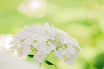 Fresh nature background with white flower. Green defocused backdrop with natural day light and bokeh.