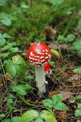 fly agaric mushroom
